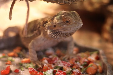 Domestic Adolescent Bearded Dragon Eating