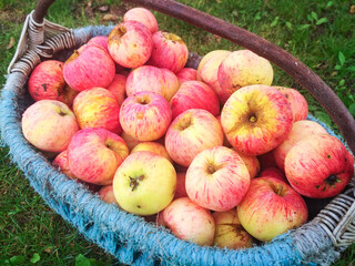 Ripe fresh apples in a basket. Autumn farm harvest.