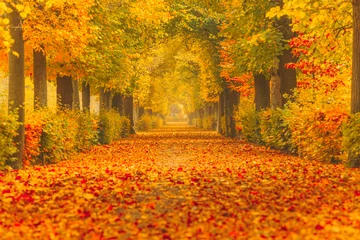 Photo sur Plexiglas Couleur miel Golden autumn in a park with paths and benches, people walking in nature.