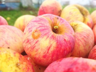 Ripe fresh apples in a basket. Autumn farm harvest.