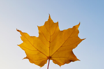 one yellow maple leaf on a background of autumn trees, the background is blurred. Autumn background.