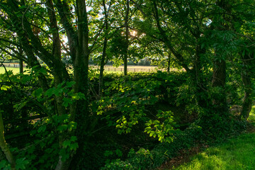Green Irish Countryside