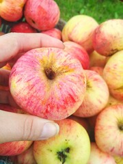 Ripe fresh apples in a basket. Autumn farm harvest.