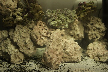 Close Up of Live Rock in Saltwater Tank