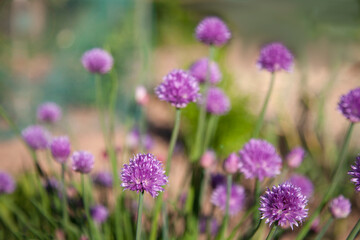 Pretty Chive Flowers Growing in a English Herb Garden
