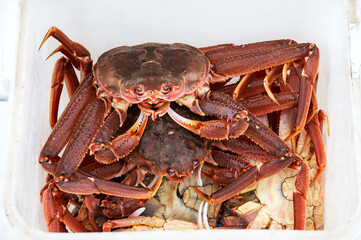 freshly caught Kamchatka strigun crabs lie in a white bucket.