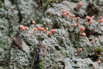 small orange fungus that looks like a tree