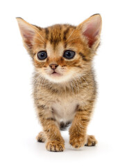 Kitten on white background.