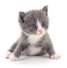 Kitten on white background.