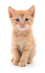 Kitten on white background.