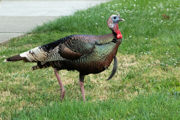Tom Turkey taking a walk