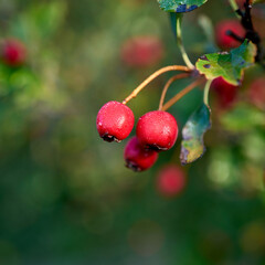  Früchte eines Weißdorn (Crataegus monogyna) mit Tautropfen im Herbst in einem Park