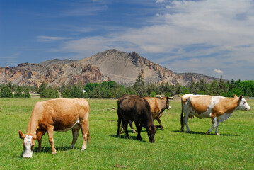 Fototapeta premium Cows grazing in a pasture at Smith Rock Oregon