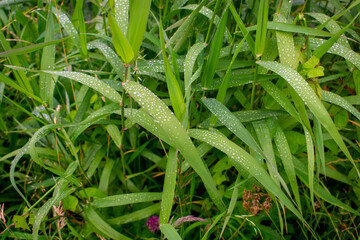 Water Droplets on Plant Reeds Macro