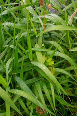 Water Droplets on Plant Reeds Macro