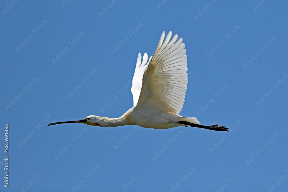 Canvas Prints flying Spoonbill / fliegender Löffler (Platalea leucorodia)