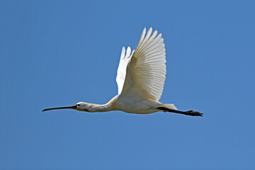 flying Spoonbill / fliegender Löffler (Platalea leucorodia)