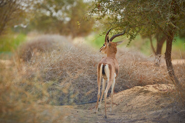 The Arabian sand gazelle  also known as the sand gazelle or reem is a species of gazelle native to the Syrian and Arabian Deserts. Al Qudra Lake Dubai UAE