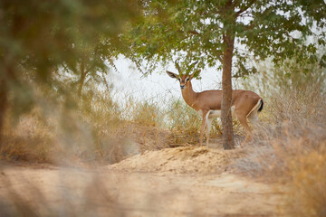 The Arabian sand gazelle  also known as the sand gazelle or reem is a species of gazelle native to the Syrian and Arabian Deserts. Al Qudra Lake Dubai UAE