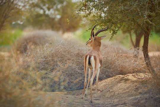 "Sand Gazelle" Images – Browse 745 Stock Photos, Vectors, and Video ...