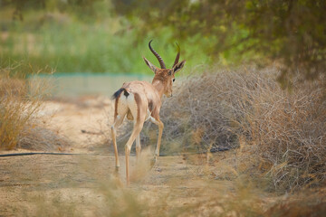 The Arabian sand gazelle  also known as the sand gazelle or reem is a species of gazelle native to the Syrian and Arabian Deserts. Al Qudra Lake Dubai UAE
