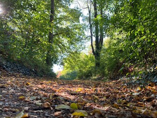 Gehweg bedekt mit braunem Laub, links und rechts stehen Bäume, Sonne strahlt entgegen