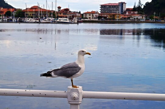 Gaivota empoleirada no parapeito da marina de Ribadesella / Espanha