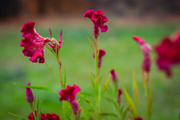 Obraz premium Chicken comb flowers. Red flowers in the garden. Closeup flower with blurred background. 