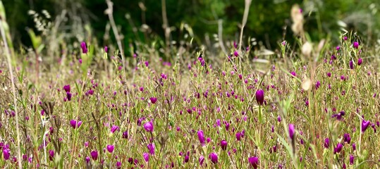 Field of flowers