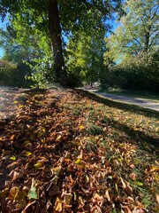 Park, Hügel, Baum, bunte Blätter, Sonnenstrahlen, Fußweg, Herbst