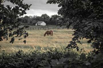Equestrian Grazing Meadow in Kildare, Ireland