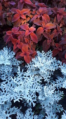 Two types of garden plants with red and gray leaves. Garden plot design. Summer plants.