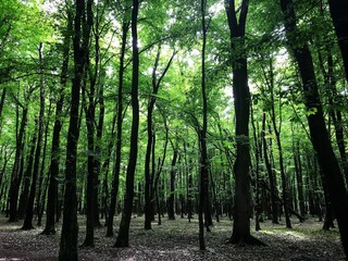 Obraz premium trees in the forest