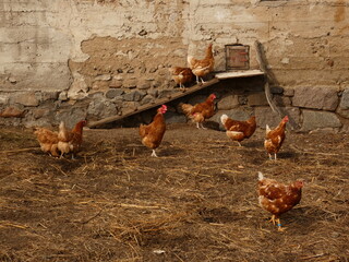 Chickens in front of their chicken coop with ladder, Kamien, Poland © Slawina