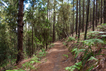 Obraz premium Parque Natural Tamadaba en Gran Canaria