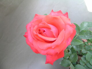 Rose Collection