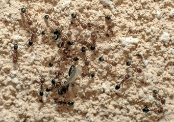 A colony of ants with their queen