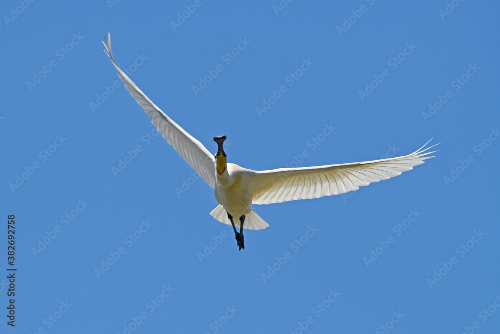 Wall mural fliegender Löffler (Platalea leucorodia) - flying spoonbill