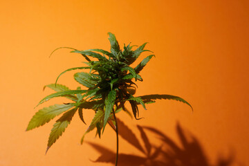 Canabbis plant on orange background. Medical plant