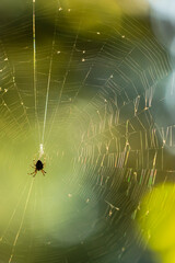 Scary spider in web against yellow background.