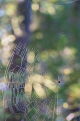 Spider and web in trees. 