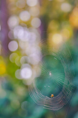 Sun shining through spider web in morning.