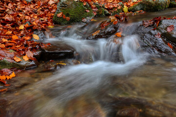 Naklejka na ściany i meble Mountain stream in autumn. Stream in the forest.