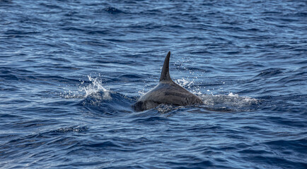 Sea animal Dolphin showing up its spine with dorsal fin in ocean glossy water