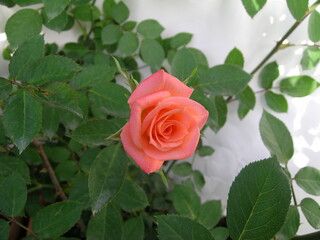 Rose Collection