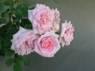 Rose Collection