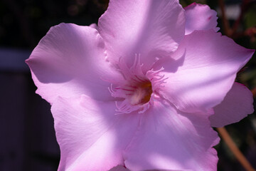 Blooming pink oleander flower or Nerium in garden. Selective focus. The best delicate summer flowers