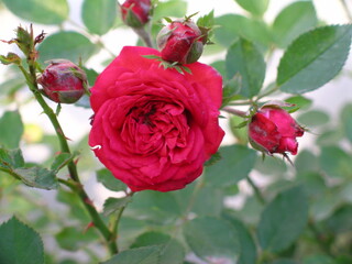 Rose Collection