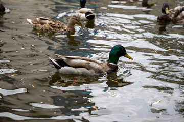 Many mallard ducks swim in the lake.