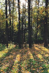 autumn in the forest